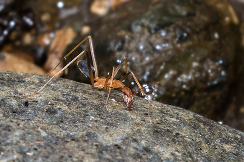 Spider Ant (Leptomyrmex rufipes) (Leptomyrmex rufipes)